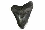 Bargain, Fossil Megalodon Tooth - South Carolina #167984-1